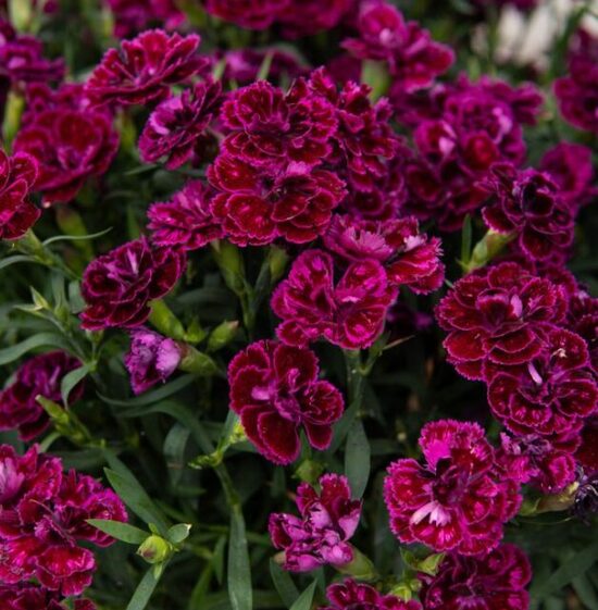 Neļķe 'Code Bicolour'